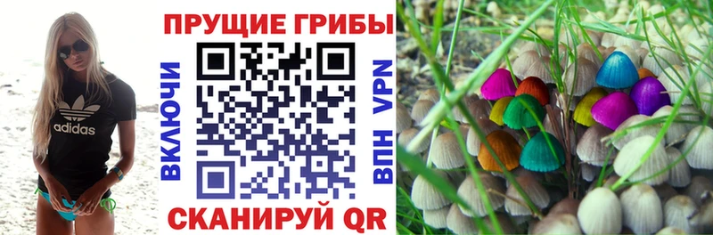 Псилоцибиновые грибы Psilocybe  Кувшиново 